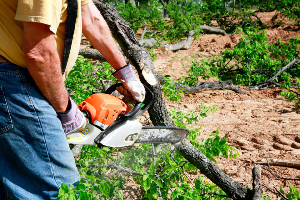 Professional Tree Care  in French Valley, CA